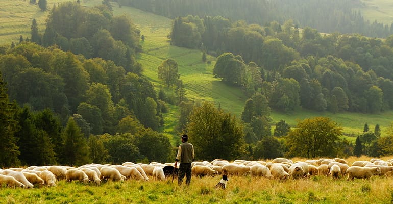 A man herding sheep in the mountains with his dog.